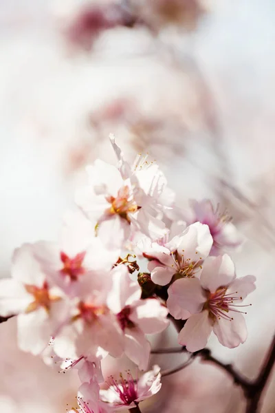 Blooming Branch Apple Tree Spring Stock Picture