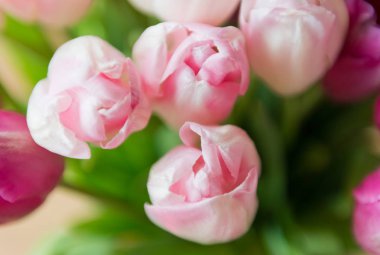 Pembe Lale buketi yakın çekim