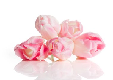 Beyaz arka planda izole edilmiş pembe laleler.