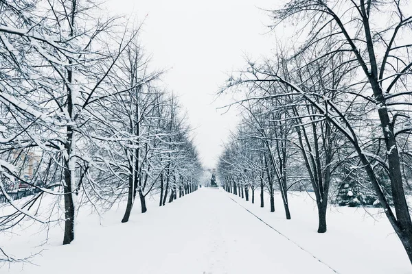 Vista Panorâmica Estrada Coberta Neve Forrada Com — Fotografia de Stock