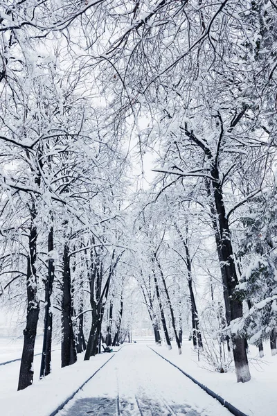 Vista Panorâmica Estrada Coberta Neve Forrada Com — Fotografia de Stock