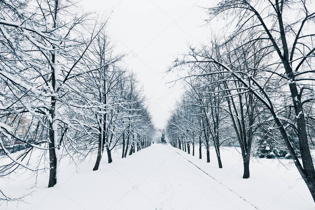 Scenic view of snow covered road lined with s