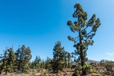 Tenerife 'deki Pine Woods Ormanı. Kanarya Adaları 