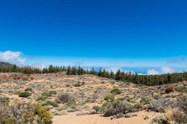 Tenerife 'deki Pine Woods Ormanı. Kanarya Adaları 