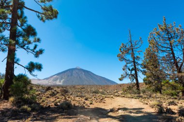 Kanarya çam ağaçları (Pinus canariensis) ve Teide volkanı. Tener