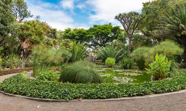 Botanical garden of Puerto de la Cruz, Tenerife — Stock Photo, Image