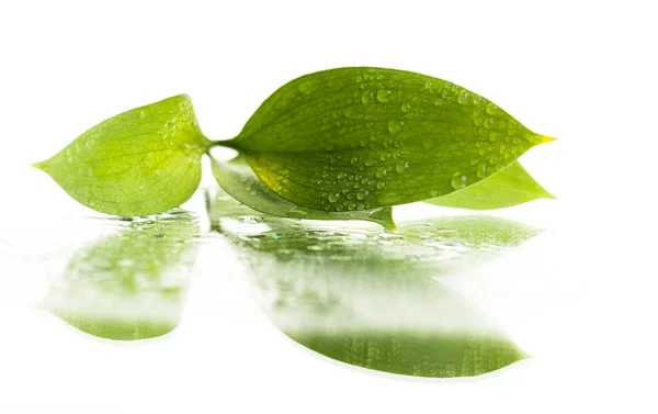 떨어지는 물방울 이 따로 있는 잎 — 스톡 사진