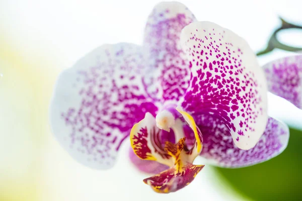Tropik bahçede orkide çiçeği — Stok fotoğraf