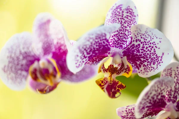 Orchidea kwiat w tropikalnym ogrodzie — Zdjęcie stockowe