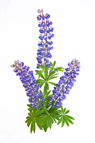 Boeket Van Mooie Bloeiende Blauwe Lupinus Bloemen Witte Achtergrond — Stockfoto