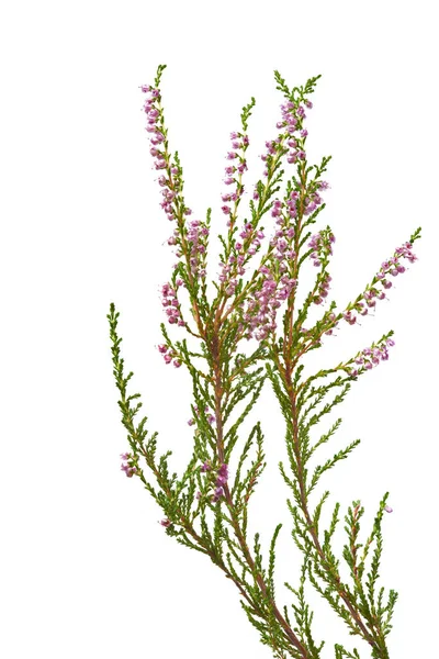 Sprig Erica Con Fiori Rosa Isolati Sfondo Bianco Callna Vulgris — Foto Stock