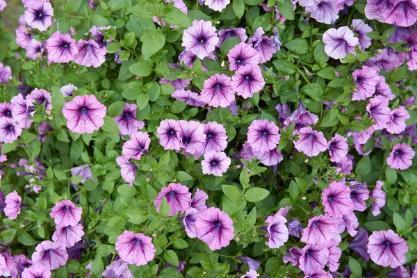 Flowering Bush Vigorous Bountiful Cascading Petunia Surfinia Purple Vein — Stock Photo, Image