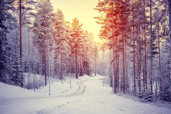 雪に覆われた森での日の出 — ストック写真