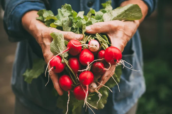 Radishes on hands — Stock Photo, Image