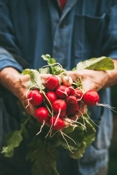 Radishes on hands — Stock Photo, Image