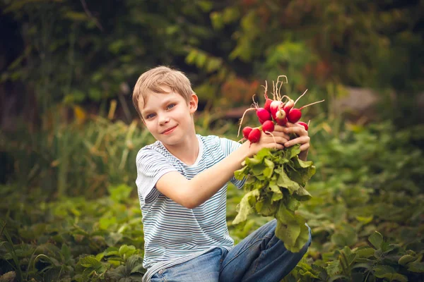 Oogst van radijs — Stockfoto