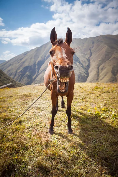Αστείο Γέλιο Άλογο Στην Κοιλάδα Του Βουνού Kazbegi Γεωργία — Φωτογραφία Αρχείου