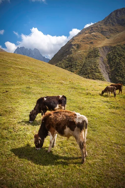 格鲁吉亚Kazbegi山区谷地的奶牛放牧 — 图库照片