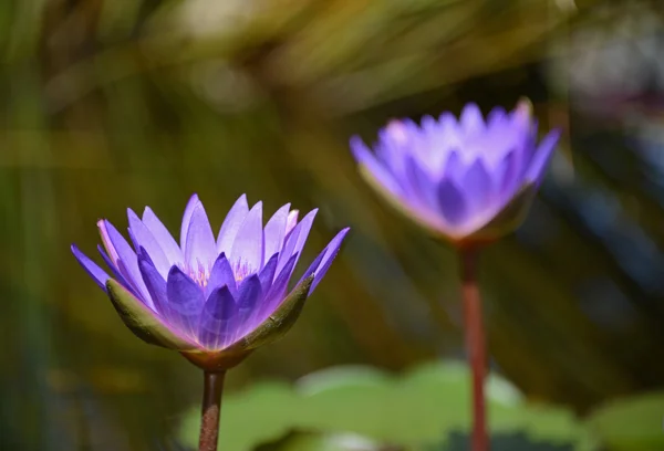 Violet water lily — Stock Photo, Image