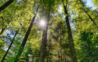 güneşli orman