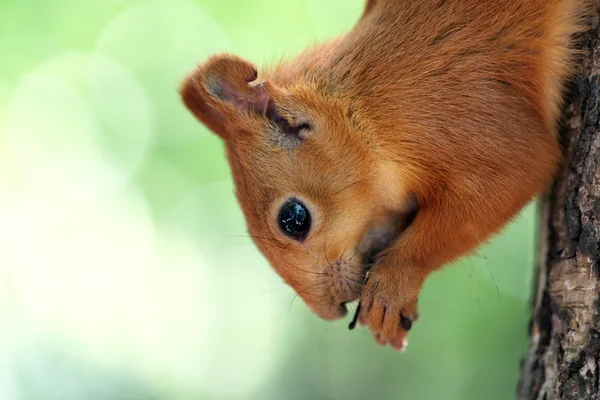 Σκίουρος κατανάλωση ξηρών καρπών — Φωτογραφία Αρχείου