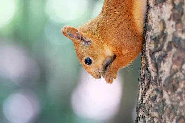 Squirrel eating nut — Stock Photo, Image