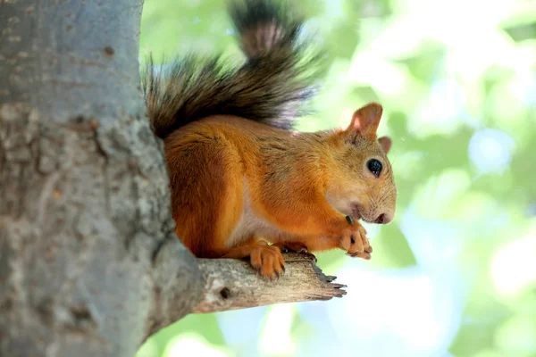 Vörös mókus egy fán — Stock Fotó