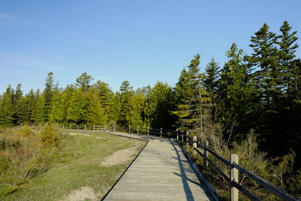 Bosque en Presque Isle —  Fotos de Stock