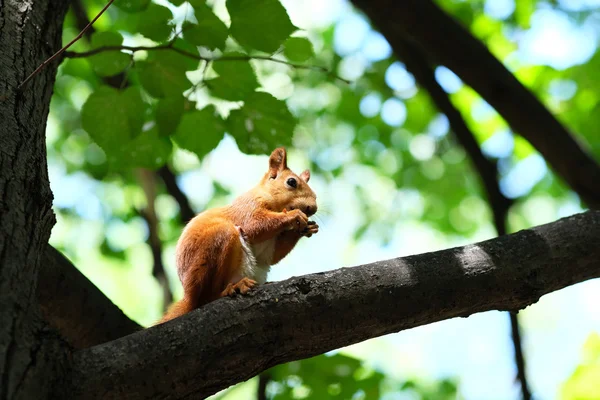 Eichhörnchen fressen Nuss — Stockfoto