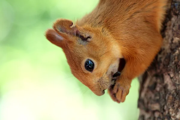 Ardilla comiendo nuez — Foto de Stock