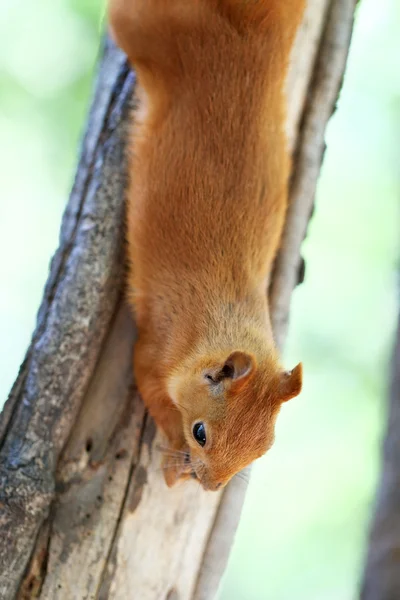 Eichhörnchen fressen Nuss — Stockfoto