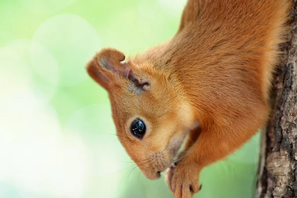 Σκίουρος κατανάλωση ξηρών καρπών — Φωτογραφία Αρχείου