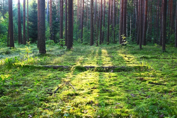 Wczesnym rankiem ze wschodem słońca — Zdjęcie stockowe