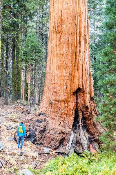 Turysta z plecakiem wędrówki w Parku Narodowym Sequoia — Zdjęcie stockowe