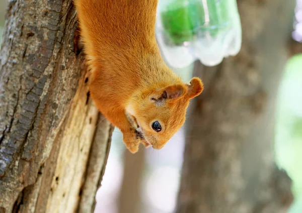 Ardilla roja en el árbol — Foto de Stock