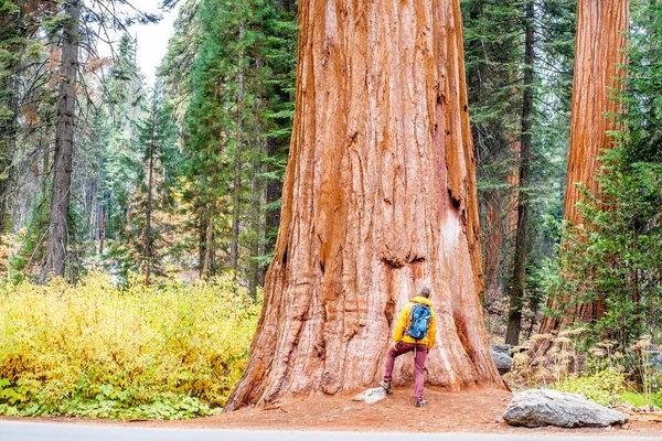 Turist Sequoia Ulusal Parkı'nda