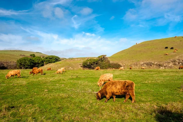 Vacas das Terras Altas num campo , — Fotografia de Stock