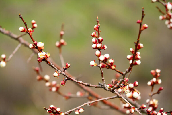Весенние цветы на ветвях
