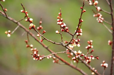 Erken Bahar Çiçekleri