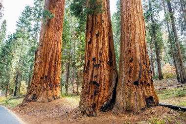 Sekoya Ulusal Parkı