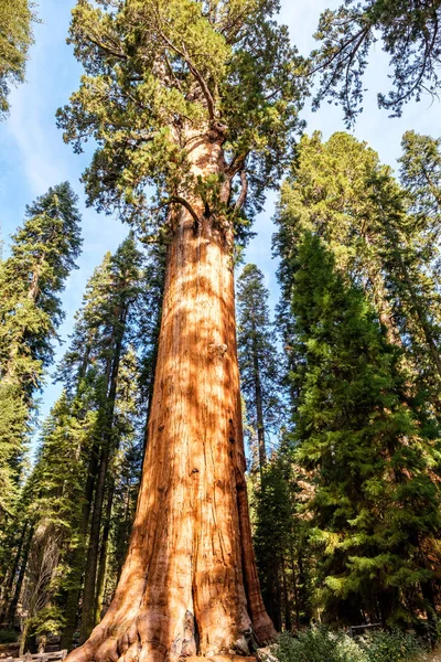 Sequoia Nemzeti Park — Stock Fotó