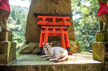 Ahşap Torii Gates ve kedi