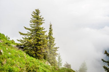 Çamların tepe üzerinde