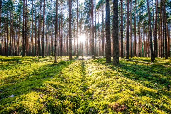 Salida del sol en el bosque de pinos — Foto de Stock