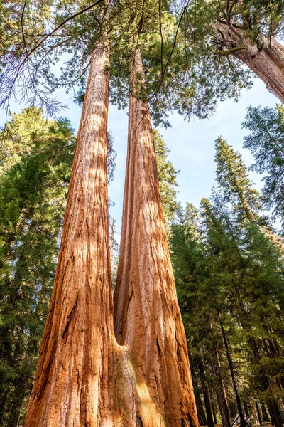 Sequoia National Park at autumn — Stock Photo, Image