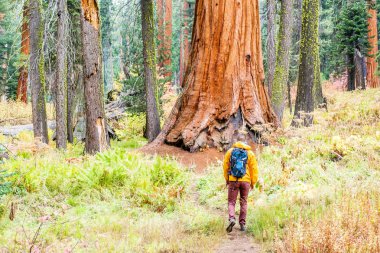 Sequoia National Park içinde hiking turizm