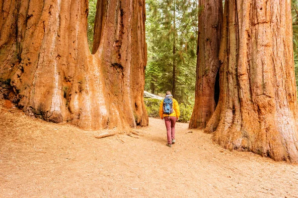 Toeristische wandelen in Sequoia National Park — Stockfoto