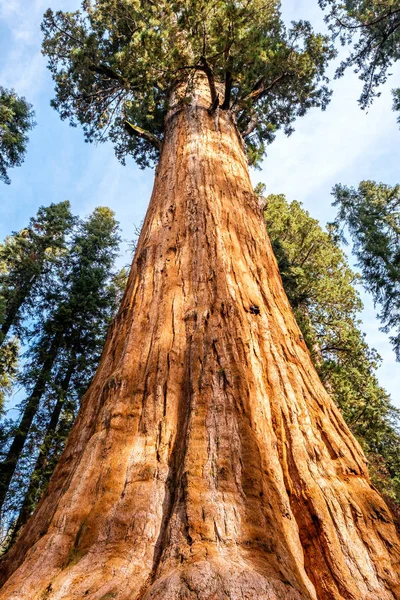 Huge sequoia in National Park — Stock Photo, Image