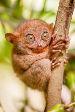 Ağaç dalı Tarsier maymun 