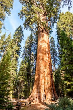 Sequoia National Park sonbahar